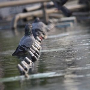 Meet your Posher, Denise